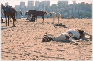 Horses with one lying down.