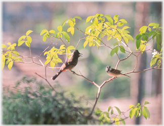 Two birds in a tree.