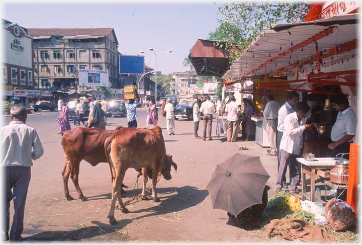 Street with stalls and cows.