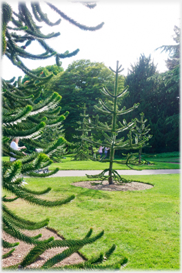 Monkey puzzle trees.