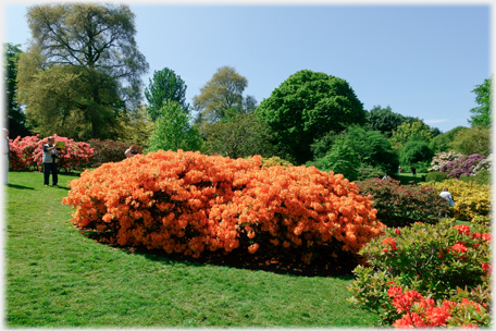 Orange rhododendrons.