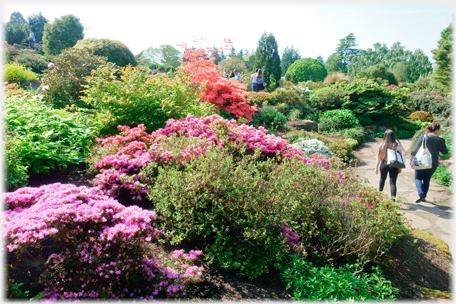 Rockery azaleas.