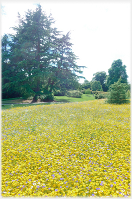 Fir and yellow flower bank.