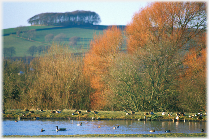 Willows at the Whooper Pond.