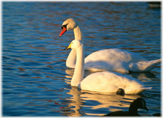 Mute and Whooper swans.