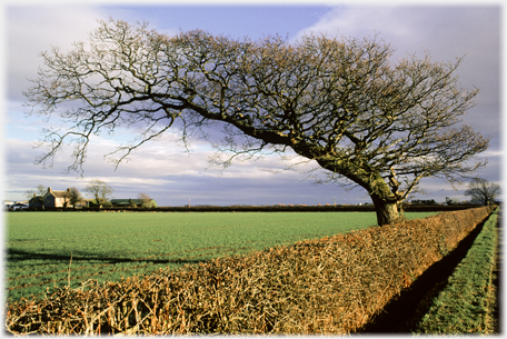 Wind bent tree.