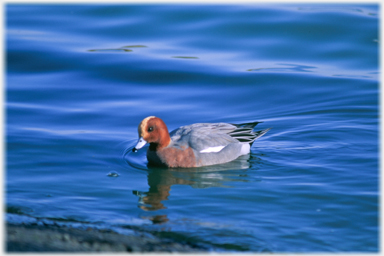 Male wigeon.