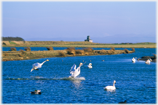 Whoopers landing.