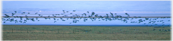 Barnacles flying.