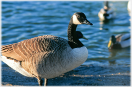 Canada goose.