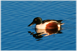 Male shoveler.