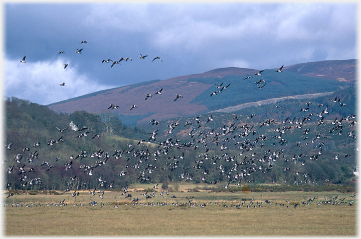 Barnacle flock.