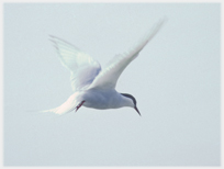 Arctic tern.