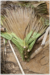 Palm fronds waiting to be used.