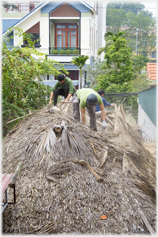 Stripping the thatch from the roof.