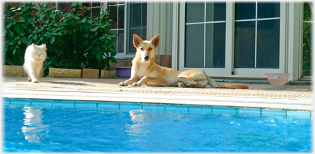 Cat, dog and pool.