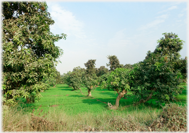 A larger garden cum orchard.