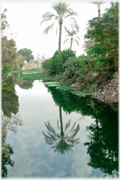 Palm by waterway.