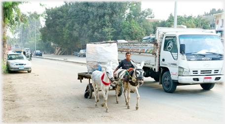 Donkey cart and truck.
