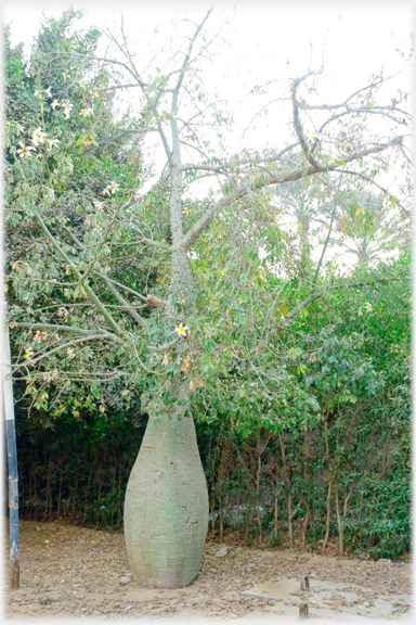 Bottle tree.