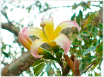 Bottle Tree flower.