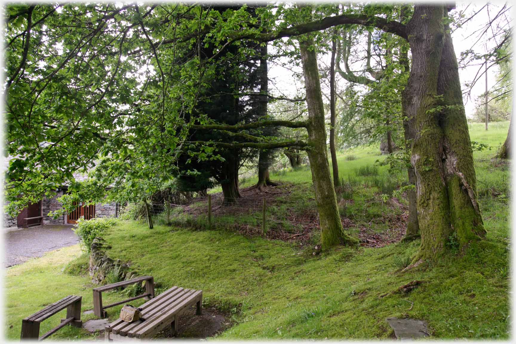 Trees with benches, table and building.