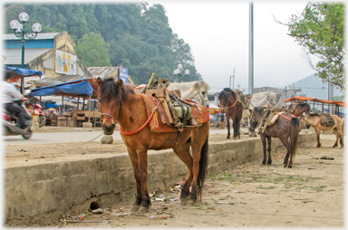 Horses waiting near Trung Khanh market.