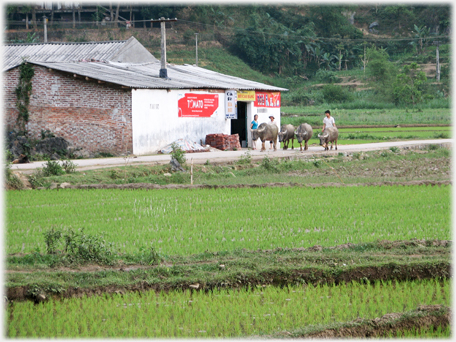 Pac Bo village shop.