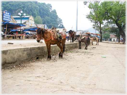 Horses on the main street of Trung Khanh.