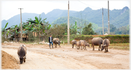 Buffalo at the edge of a village.