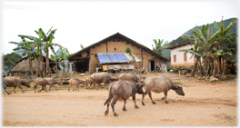 Buffalo by village houses.