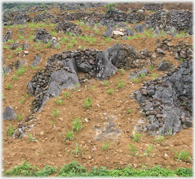 Stones piled on roacks to free up earth for planting.