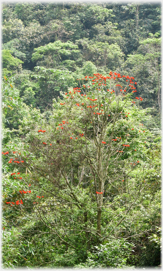 Red flowering tree with jungle behind.