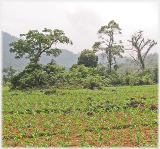 Field of maze.