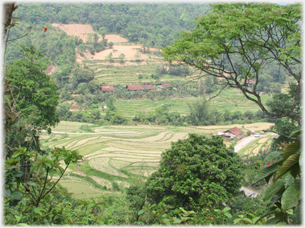 Looking through trees to a village and fertile terracing.
