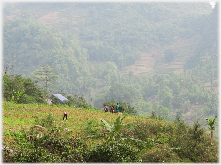 Family working in large field on a hillside.