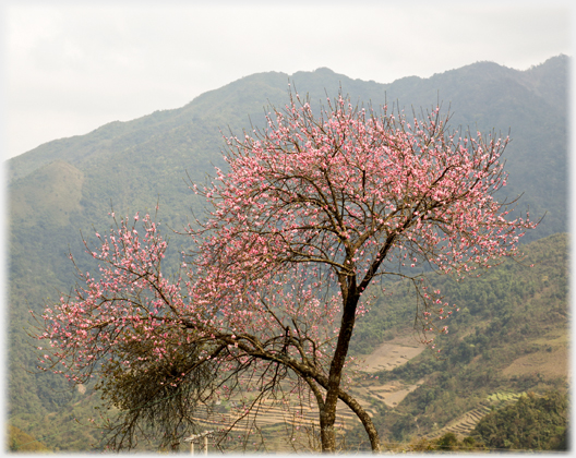 Pink blossomed tree with hills and terraces behind.