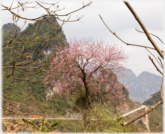 Pink blossomed tree with karst behind.