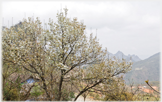 White blossomed tree.