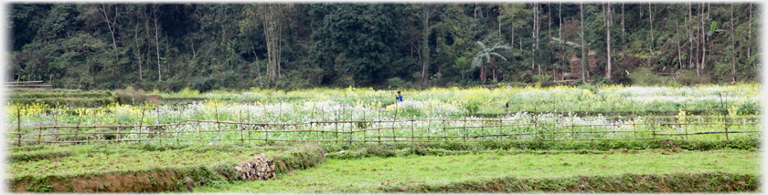 Fencing and flowering crops within.