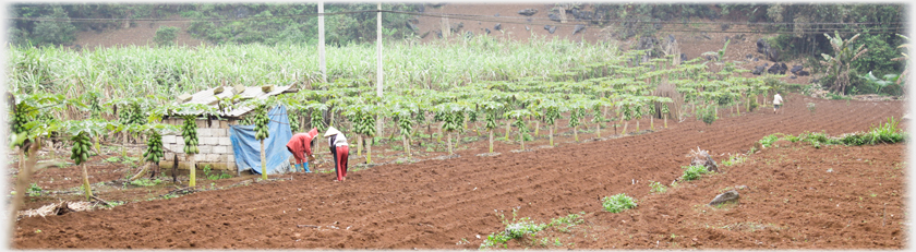 Workers tending the papaya plantation.