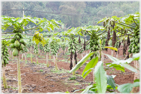 Rows of papaya trees heavily laden with fruit.