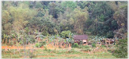 House with bananas beside it.