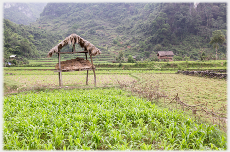 Covered store off the ground, maze fields around and house in background.