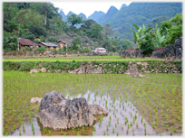 Boys herding cattle through paddy.