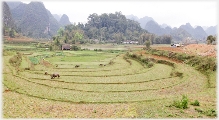 Ground dropping slightly in terraces towards house with karsts beyond.