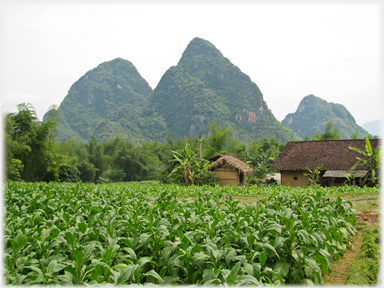 Karsts with tobacco field in front.