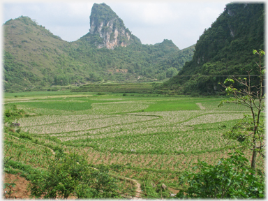 Newly planted fields with pointed karst behind.