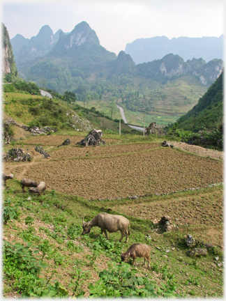 Buffalo grazing against karst background.