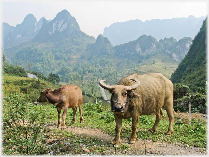 Buffalo with calf and karst background.